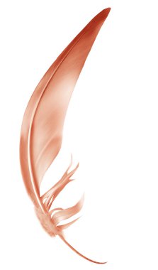 Beyaz arkaplanda izole edilmiş güzel renk tüyü