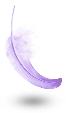 Beyaz arkaplanda izole edilmiş güzel renk tüyü