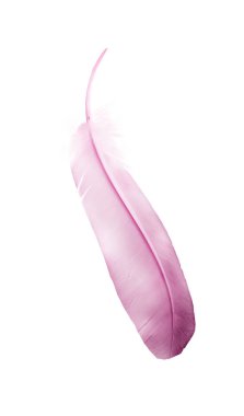 Beyaz arkaplanda izole edilmiş güzel renk tüyü