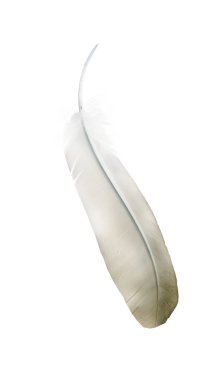 Beyaz arkaplanda izole edilmiş güzel renk tüyü