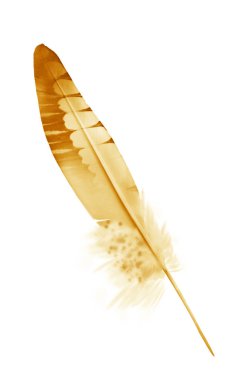 Beyaz arkaplanda izole edilmiş güzel renk tüyü