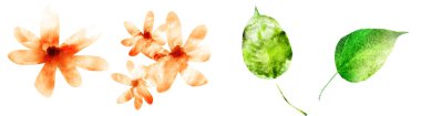 Four watercolor flowers and leafs on white. Set