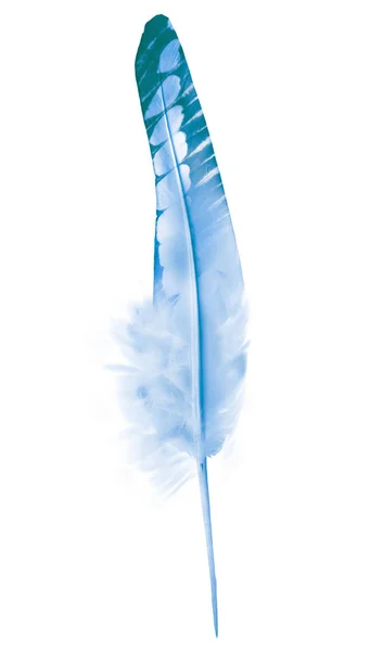 Beautiful color feather isolated on white background — Stock Photo, Image