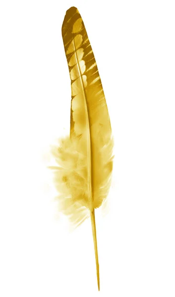 하얀 배경에 분리되어 있는 아름다운 색깔 깃털 — 스톡 사진