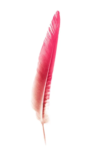 Vacker färg fjäder isolerad på vit bakgrund — Stockfoto