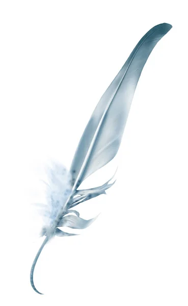 Hermosa pluma de color aislada sobre fondo blanco — Foto de Stock