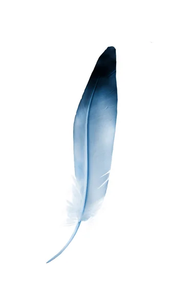 Hermosa pluma de color aislada sobre fondo blanco —  Fotos de Stock