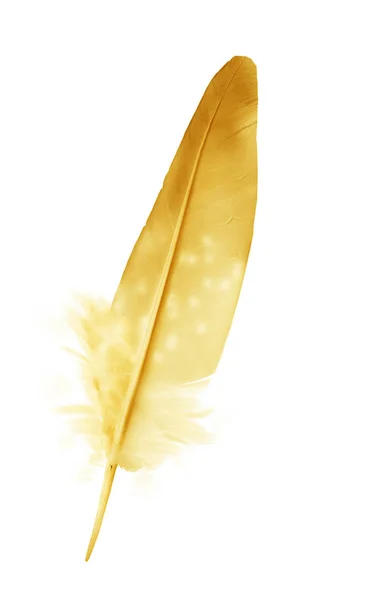 Feather Yellow Stock Photos - 762,565 Images