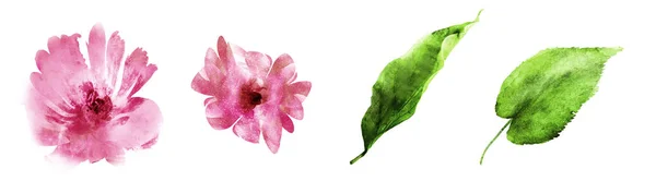 Τέσσερα λουλούδια και φύλλα νερομπογιάς σε λευκό. Ορισμός — Φωτογραφία Αρχείου