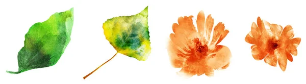 Four watercolor flowers and leafs on white. Set — ストック写真