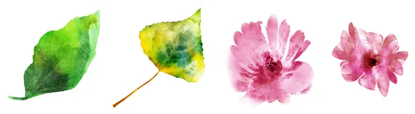 Vier aquarelbloemen en bladeren op wit. Reeks — Stockfoto