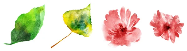 Quattro fiori ad acquerello e foglie su bianco. Imposta — Foto Stock