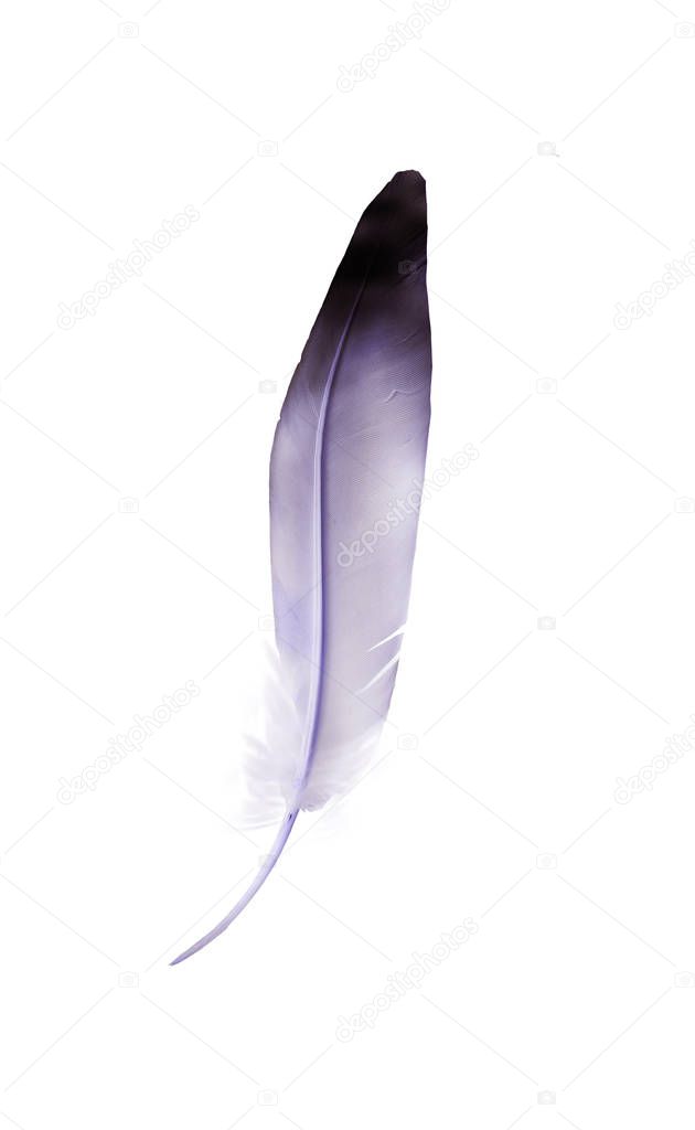 Beautiful color feather isolated on white background