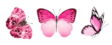 Beyaz arka planda izole edilmiş renkli kelebekler.