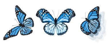 Beyaz arka planda izole edilmiş renkli kelebekler.