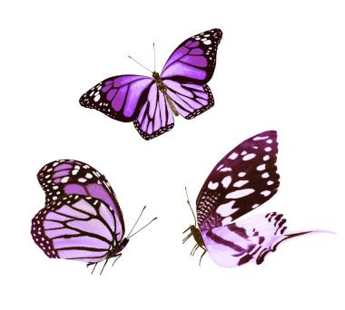 Beyaz arka planda izole edilmiş renkli kelebekler.