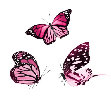 Beyaz arka planda izole edilmiş renkli kelebekler.