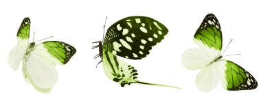 Beyaz arka planda izole edilmiş renkli kelebekler.