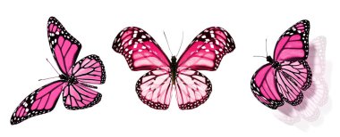 Beyaz arka planda izole edilmiş renkli kelebekler.