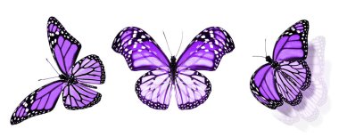 Beyaz arka planda izole edilmiş renkli kelebekler.