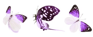 Beyaz arka planda izole edilmiş renkli kelebekler.