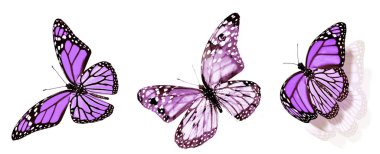 Beyaz arka planda izole edilmiş renkli kelebekler.