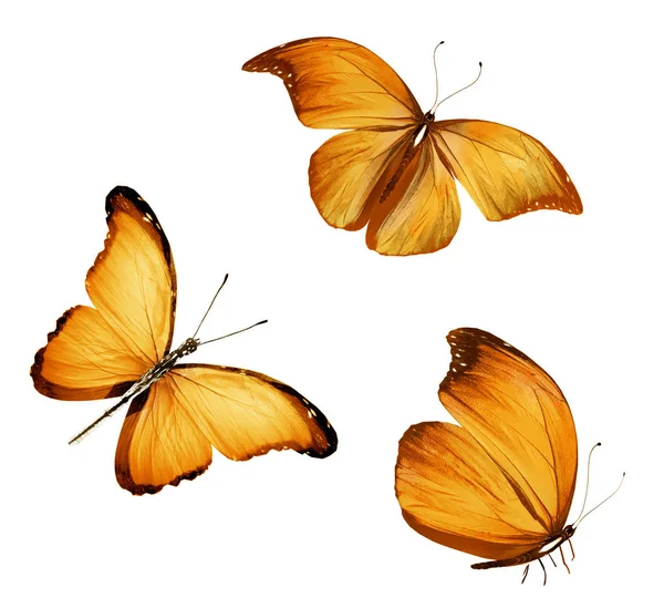 Color butterflies , isolated on white background — Stock Photo, Image