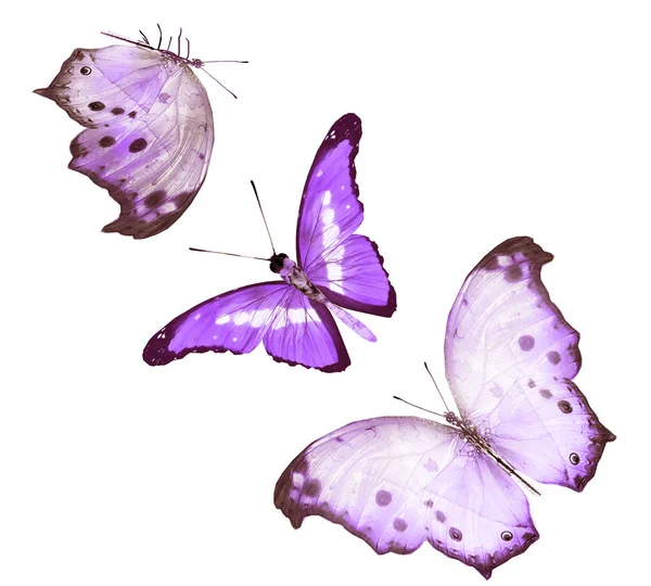 Farve sommerfugle, isoleret på hvid baggrund - Stock-foto