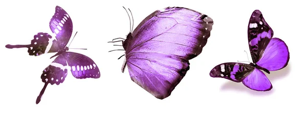 Mariposas de color, aisladas sobre fondo blanco —  Fotos de Stock