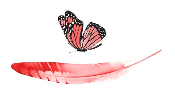 Hermosa pluma de color y mariposa aislada en el fondo blanco —  Fotos de Stock