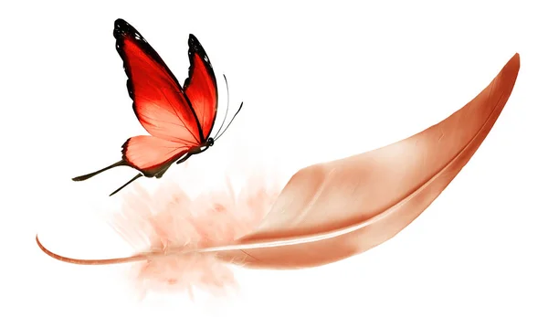 Hermosa pluma de color y mariposa aislada en el fondo blanco — Foto de Stock