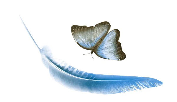 Όμορφο χρώμα φτερό και πεταλούδα απομονώνονται σε λευκό backgrou — Φωτογραφία Αρχείου