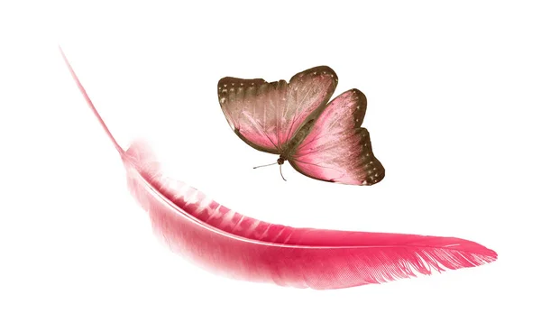 美丽的彩色羽毛和蝴蝶在白色的背鳍上隔离 — 图库照片