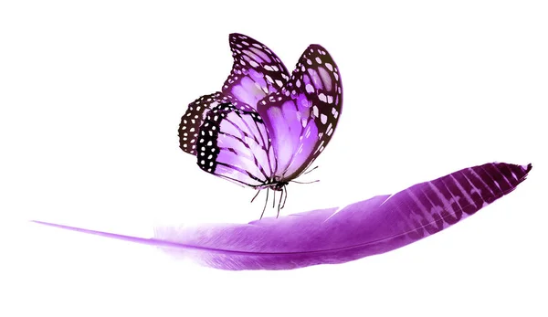Piękny kolor pióro i motyl izolowane na białym tle — Zdjęcie stockowe