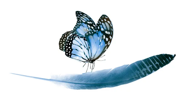 Όμορφο χρώμα φτερό και πεταλούδα απομονώνονται σε λευκό backgrou — Φωτογραφία Αρχείου