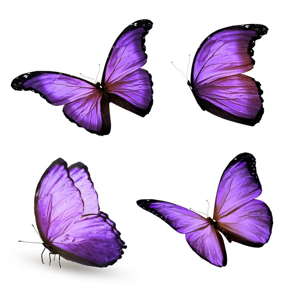 Mariposas de color, aisladas sobre fondo blanco —  Fotos de Stock