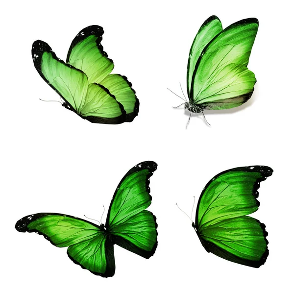 Mariposas de color, aisladas sobre fondo blanco —  Fotos de Stock