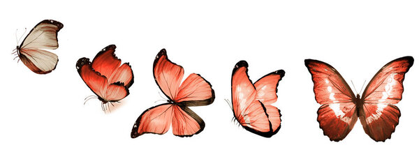 Color butterflies , isolated on white background