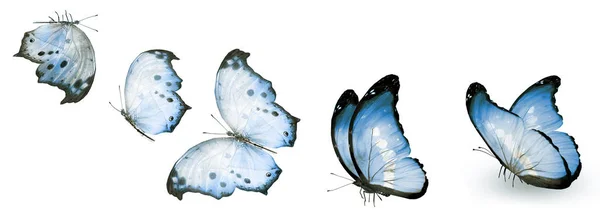 Цвет бабочек, изолированных на белом фоне — стоковое фото