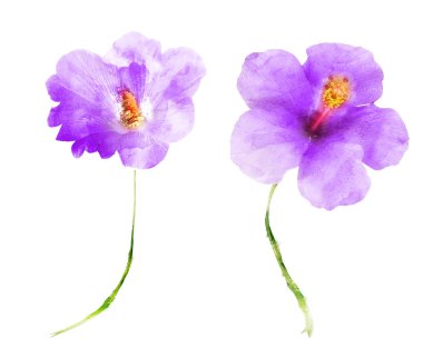 Suluboya çiçekleri, beyaz arkaplanda izole