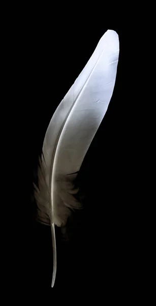 검은 배경에서 분리 된 아름다운 색깔의 깃털 — 스톡 사진