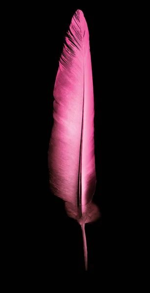 Beautiful color feather isolated on black background — Stock Photo, Image