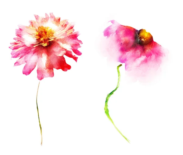 Watercolor flowers , isolated on white background — Stock Photo, Image