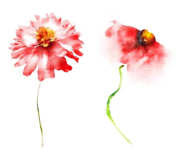 Aquarel bloemen, geïsoleerd op witte achtergrond — Stockfoto