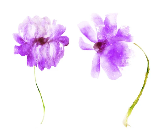 Flores de aquarela, isoladas sobre fundo branco — Fotografia de Stock