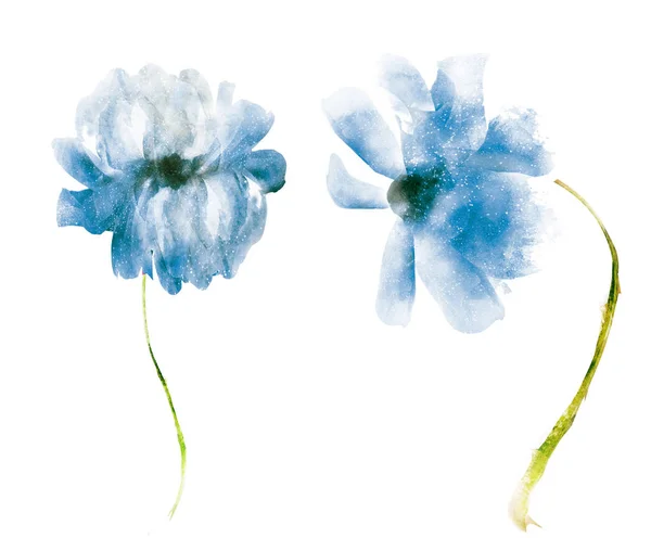 Flores de acuarela, aisladas sobre fondo blanco —  Fotos de Stock