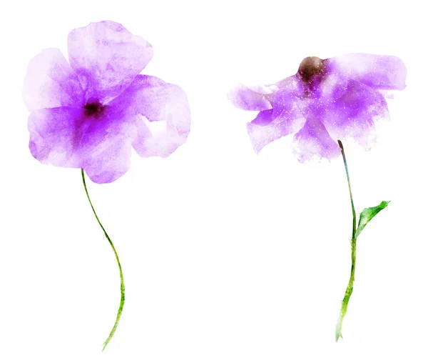 Flores de aquarela, isoladas sobre fundo branco — Fotografia de Stock