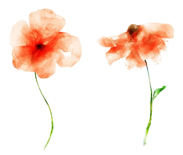 Watercolor flowers , isolated on white background — Stock Photo, Image