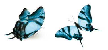 Beyaz arka planda izole edilmiş renkli kelebekler.