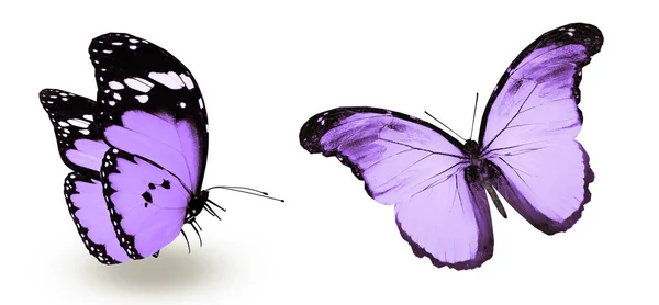 Barevné motýly, izolované na bílém pozadí — Stock fotografie
